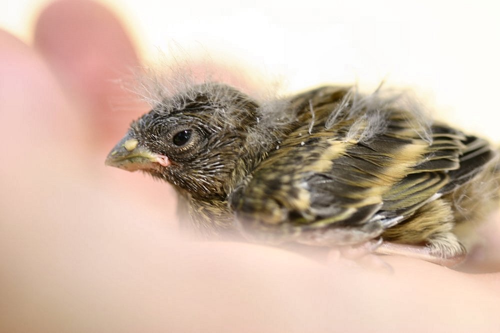 photo "Baby bird on my hand" tags: nature, 