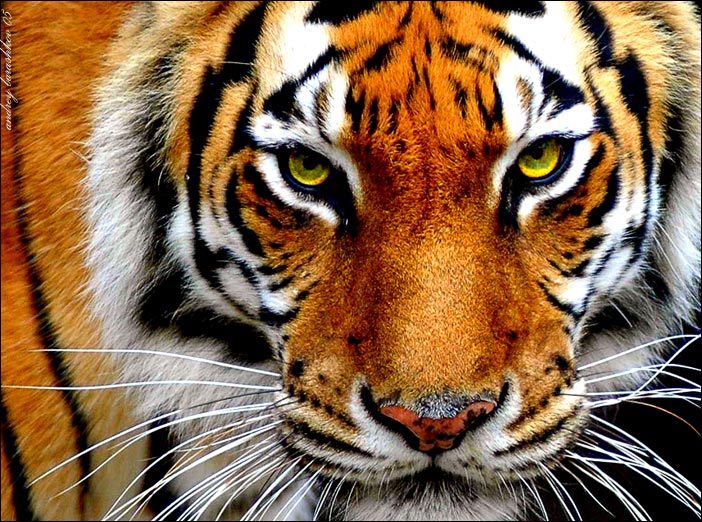 photo "Tiger" tags: nature, wild animals