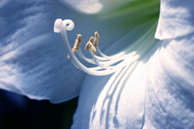 photo "roll out" tags: macro and close-up, nature, flowers