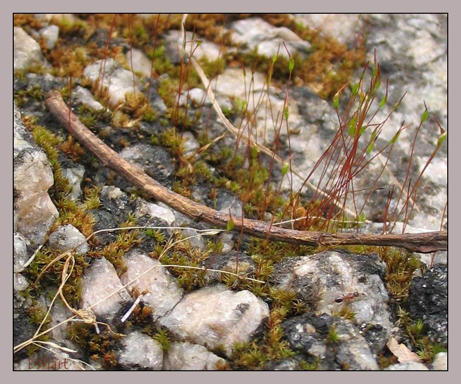 photo "Highlander" tags: landscape, nature, insect, mountains