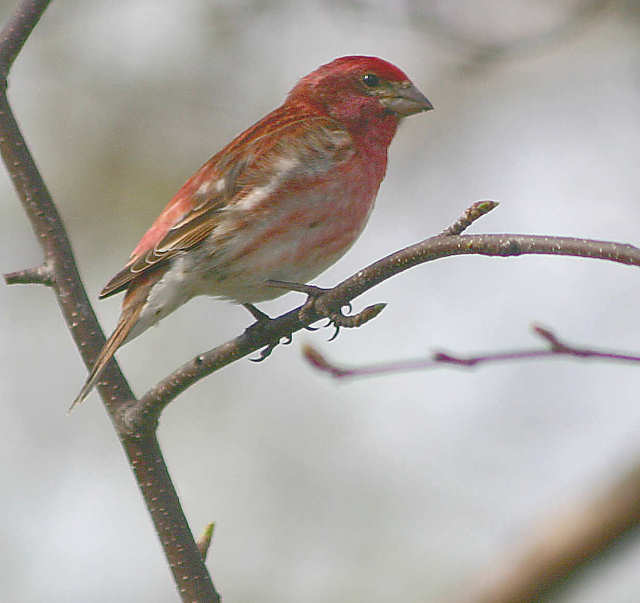 photo "Purple Finch" tags: nature, travel, North America, wild animals