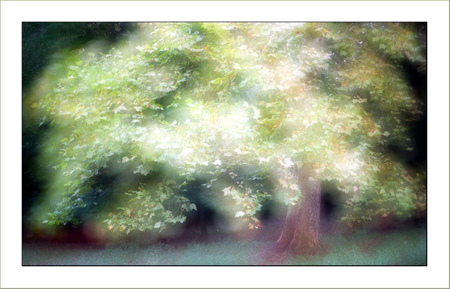 фото "Tree#103" метки: пейзаж, 