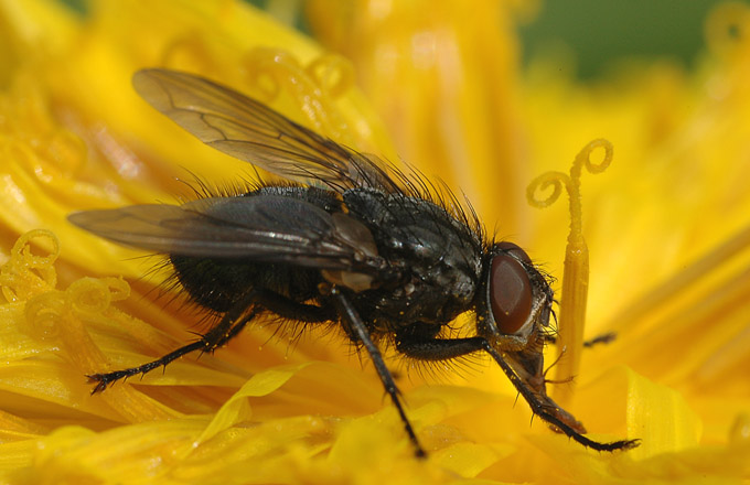 photo "+++" tags: macro and close-up, 