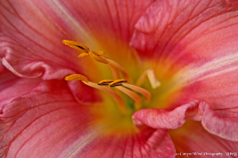 photo "Makes love just like a woman !" tags: macro and close-up, nature, flowers