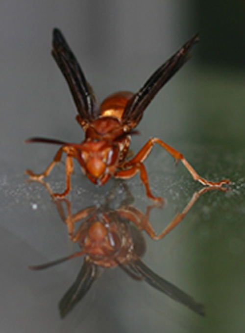 photo "double trouble" tags: macro and close-up, nature, insect