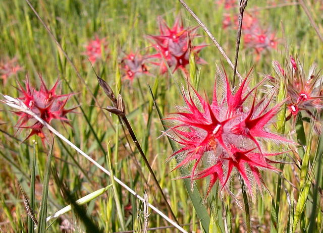 photo "Another Wild Flower" tags: nature, flowers