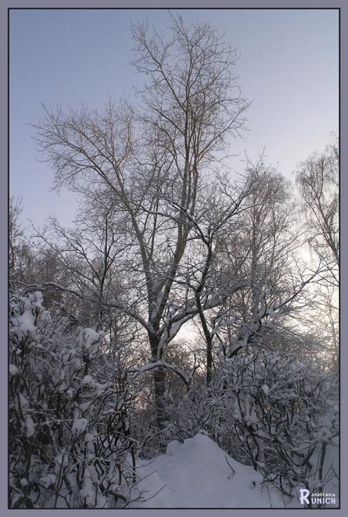 photo "winter idyl" tags: landscape, forest, winter