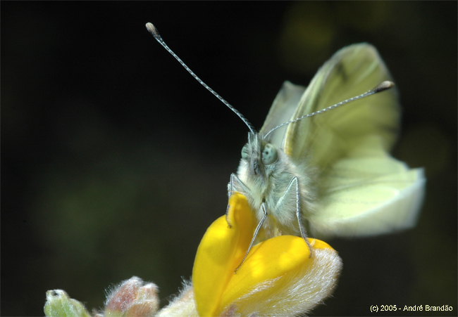 photo "Butterfly I" tags: macro and close-up, nature, insect