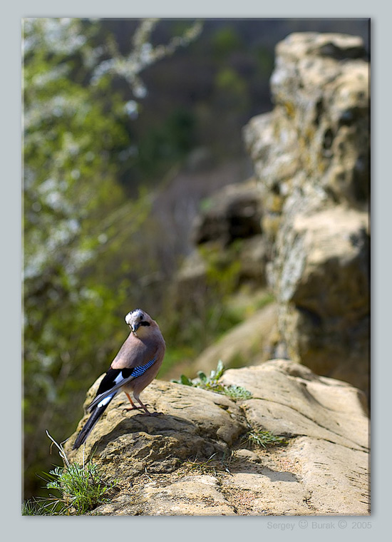 photo "Etude with little bird" tags: nature, landscape, mountains, wild animals