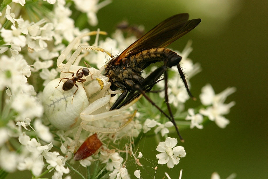 photo "Misumena vatia ...and Friends" tags: macro and close-up, 