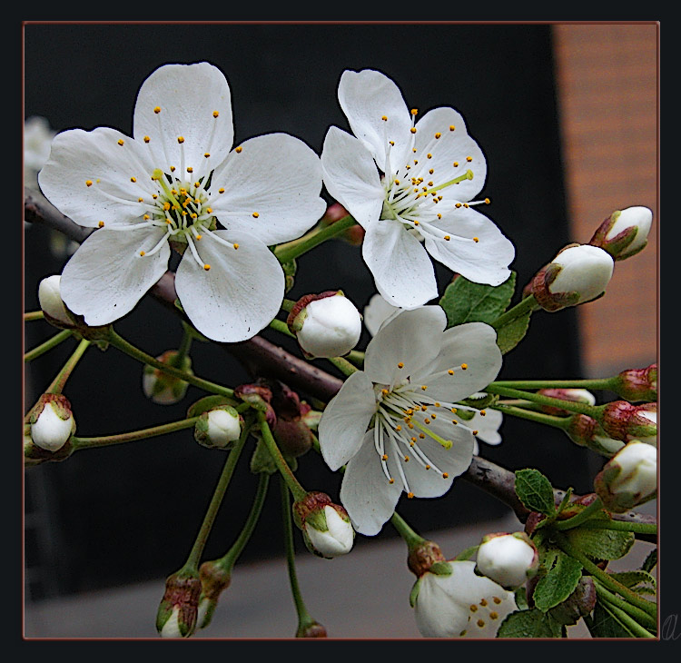 photo "Cherry Blossom: beauty for 3 days" tags: macro and close-up, nature, flowers