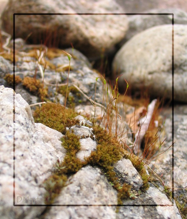 photo "Montane Landscape" tags: macro and close-up, landscape, mountains