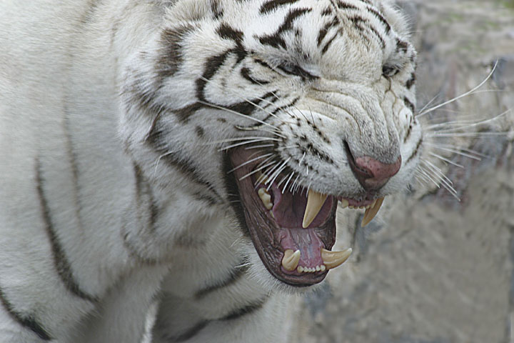 photo "bad temper" tags: travel, nature, Africa, wild animals
