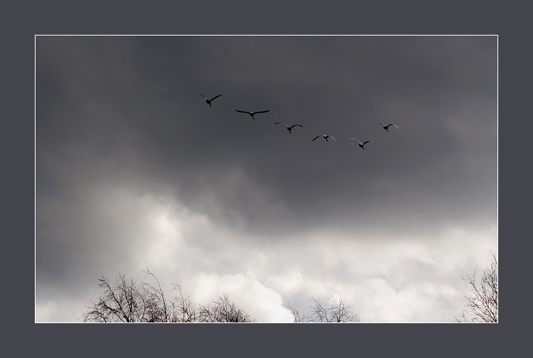 photo "Birds of passage fly..." tags: landscape, nature, clouds