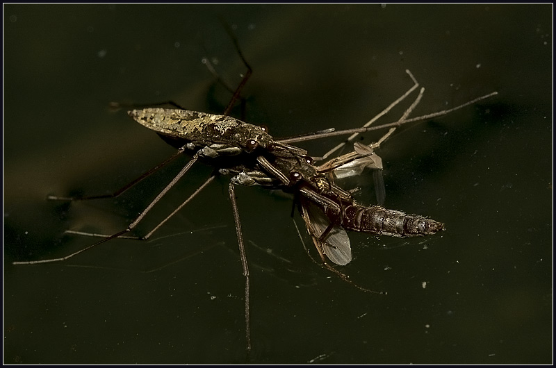 photo "Vicissitudes of love" tags: nature, macro and close-up, insect