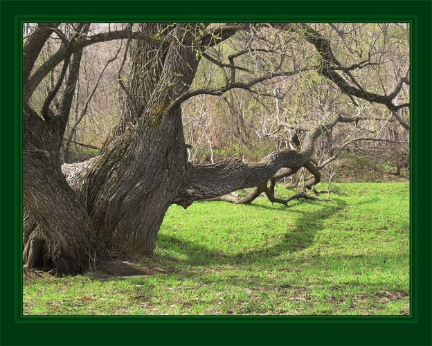 photo "May" tags: landscape, forest, spring