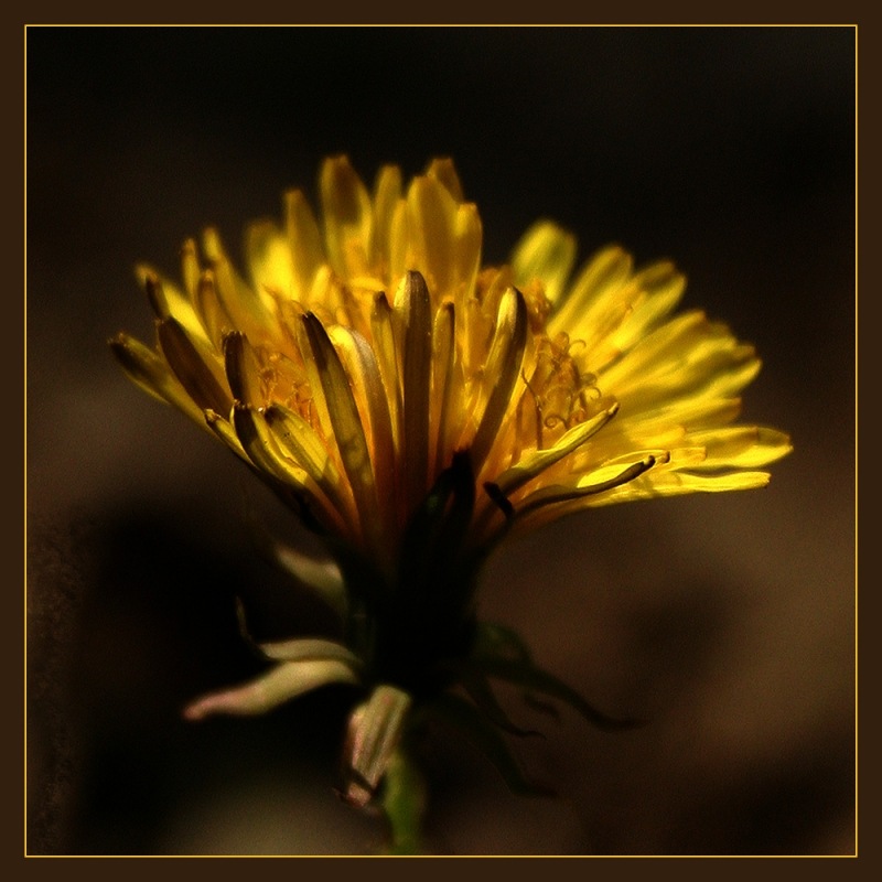 photo "dandelion" tags: nature, flowers