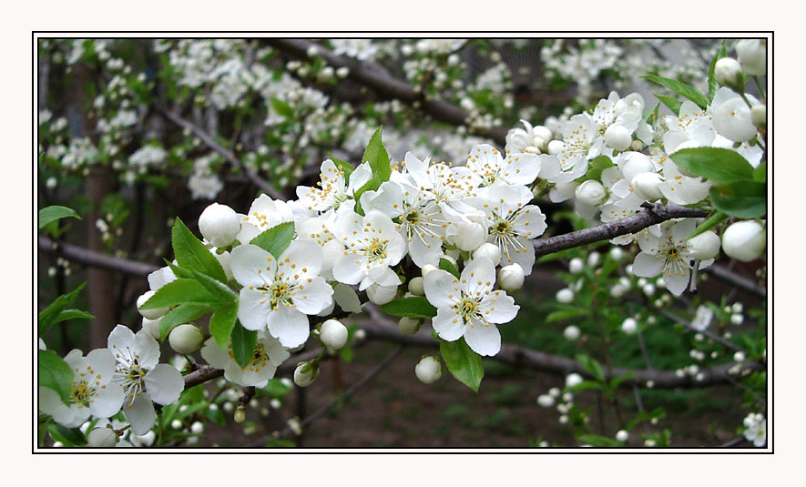 photo "at last spring" tags: nature, flowers