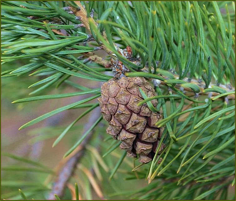 photo "Aroma of a spring pine wood" tags: nature, flowers