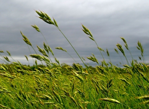 photo "Green & Gray" tags: nature, 