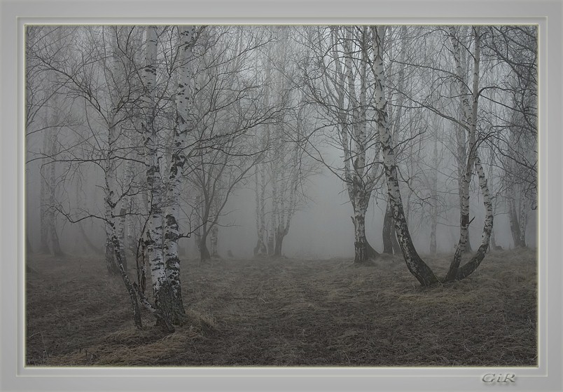 photo "Morning in a birch wood" tags: landscape, spring