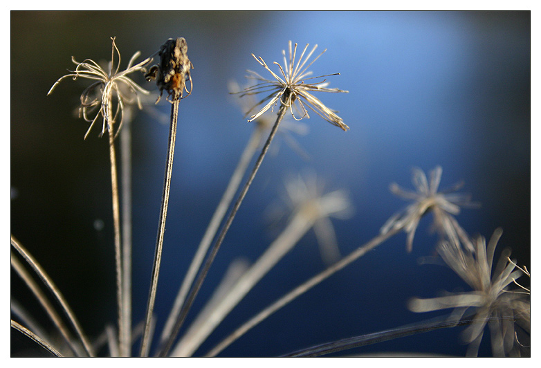 photo "lucid dream" tags: macro and close-up, nature, flowers