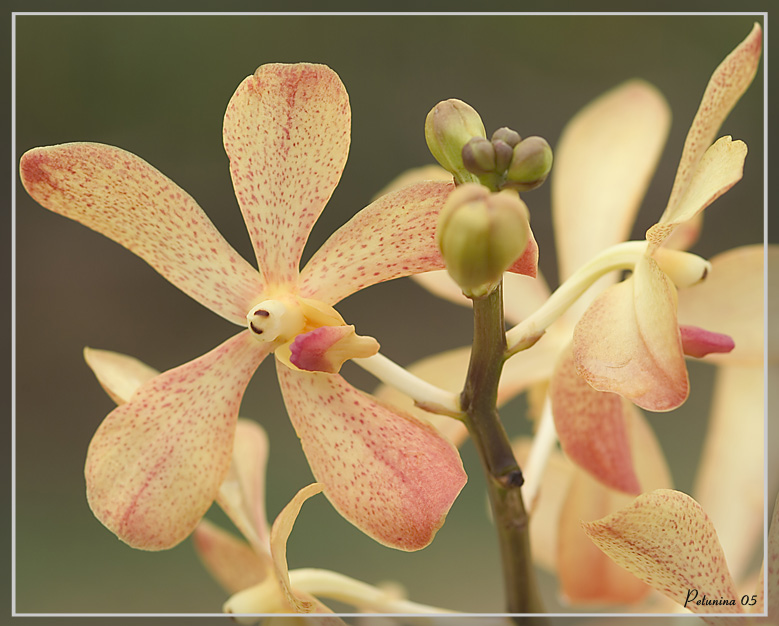 photo "Orange and exotic" tags: nature, macro and close-up, flowers