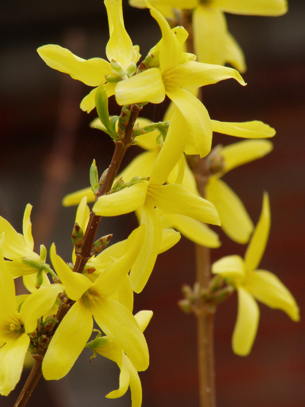 photo "Colours of the summer: yellow" tags: nature, macro and close-up, flowers