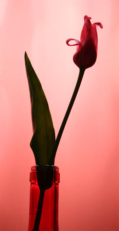 фото "Красный этюд" метки: природа, фотомонтаж, цветы