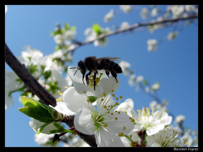 photo "Intermediate item of refuelling" tags: misc., nature, insect