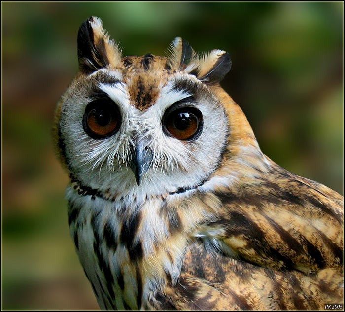 photo "Striped Owl" tags: nature, wild animals