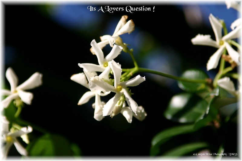 photo "It's a lovers question !" tags: nature, macro and close-up, flowers