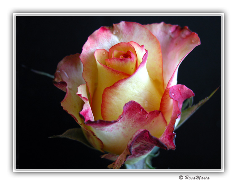 фото "Beauty" метки: макро и крупный план, природа, цветы