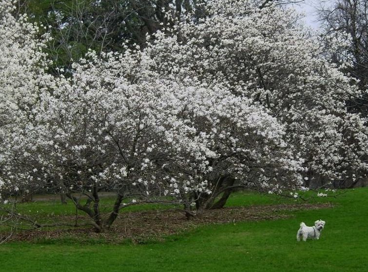 фото "(не говоря о собаке..:)-2" метки: пейзаж, природа, весна, цветы
