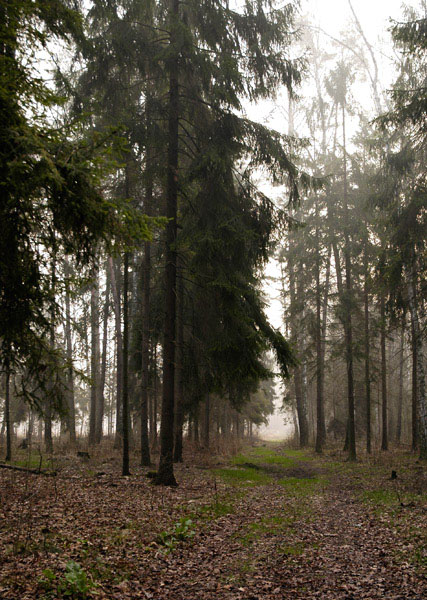 фото "In the fog" метки: пейзаж, лес