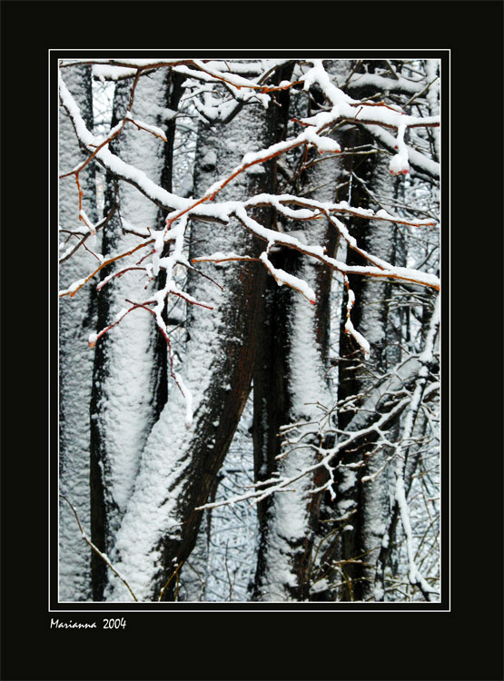 фото "Заснеженные ветки" метки: разное, пейзаж, зима