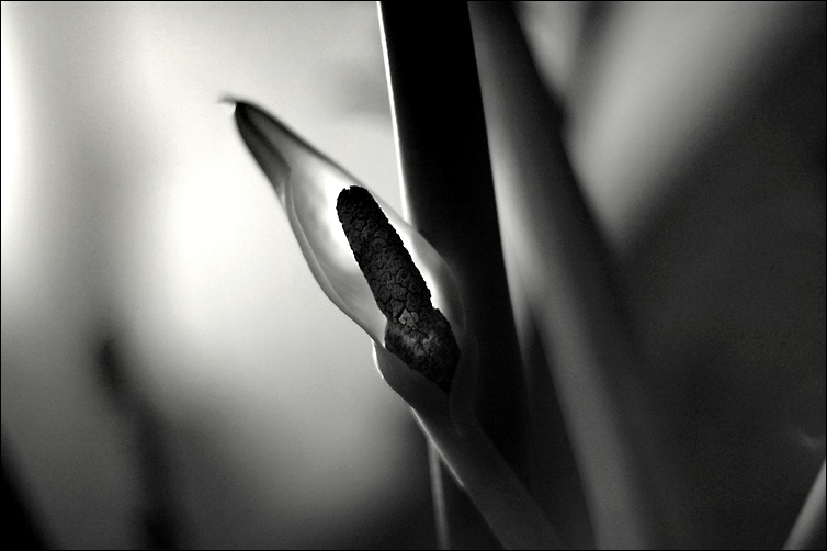 photo "zamioculcas (2)" tags: black&white, nature, flowers