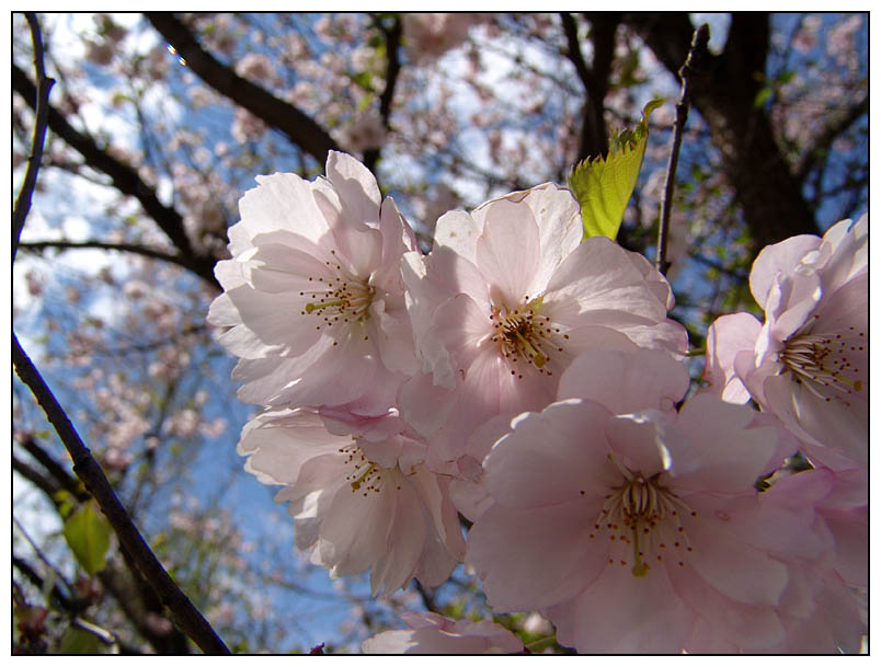 photo "Spring!" tags: macro and close-up, nature, flowers