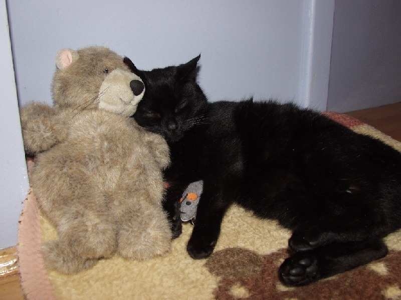 photo "Everybody loves Teddy Bear" tags: nature, pets/farm animals
