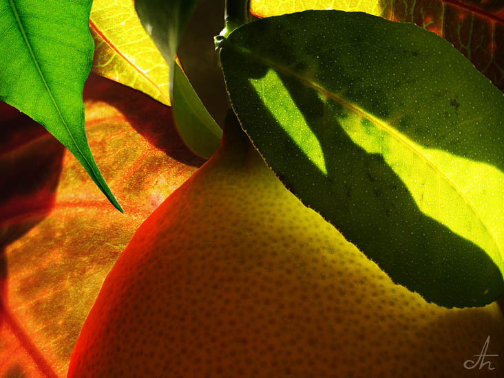 photo "Lemon" tags: nature, still life, flowers