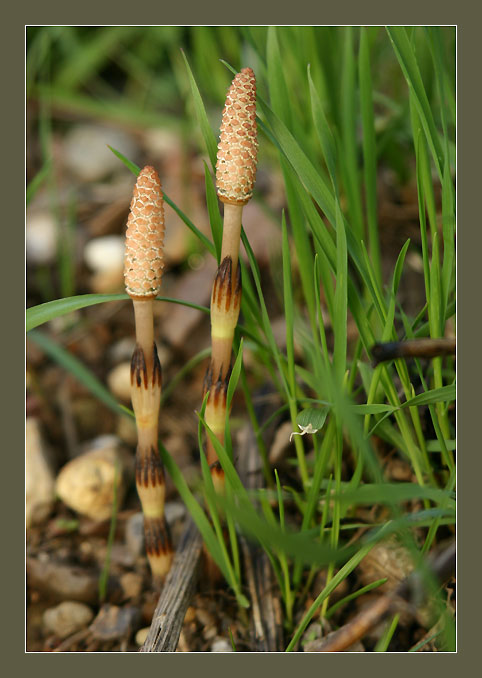 photo "Mushrooms" tags: nature, still life, flowers