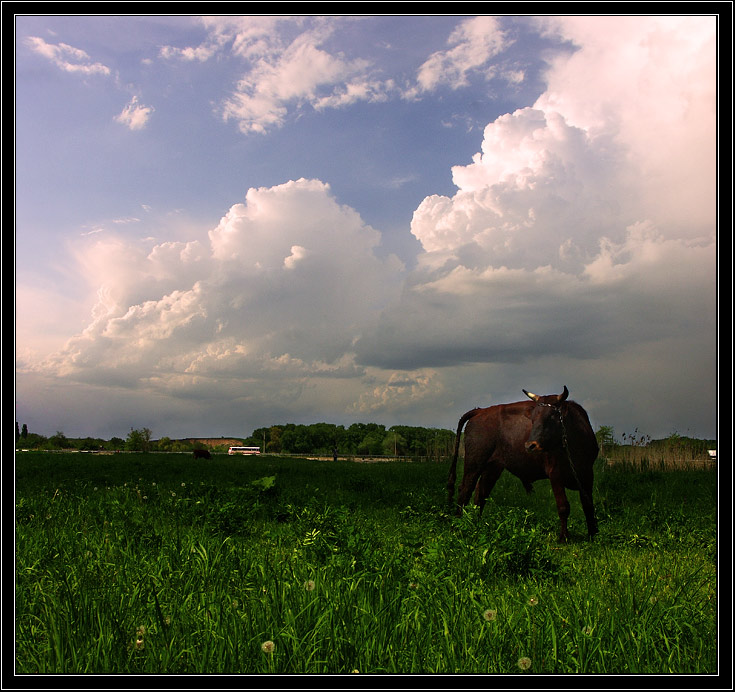 photo "***" tags: nature, landscape, pets/farm animals, spring