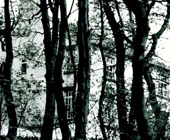 photo "Blair Witch." tags: landscape, 
