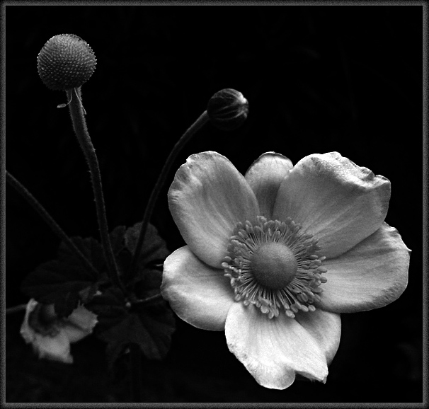 фото "under the moonlight..." метки: макро и крупный план, черно-белые, 