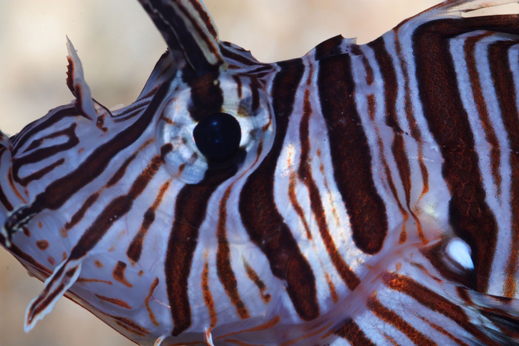 photo "Pterois volitans" tags: nature, macro and close-up, pets/farm animals