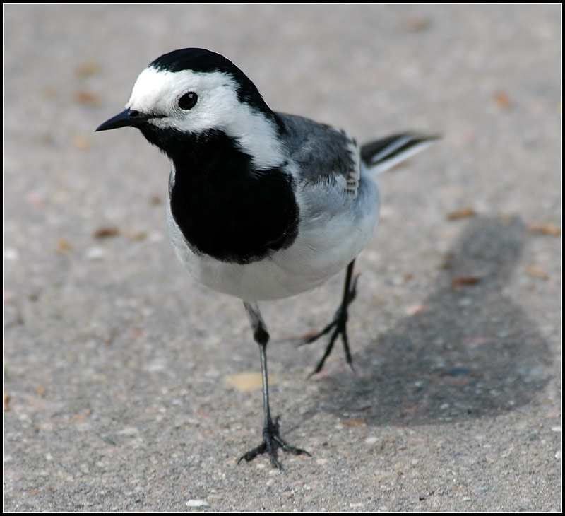 photo "Wagtail" tags: nature, misc., wild animals