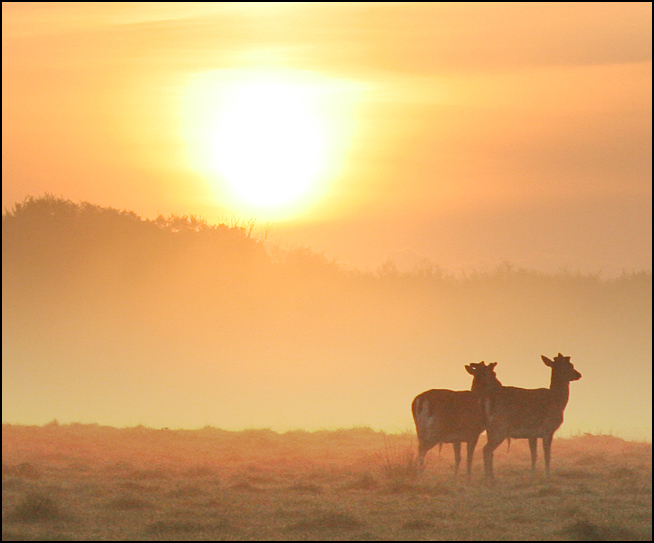 photo "Deers" tags: nature, wild animals