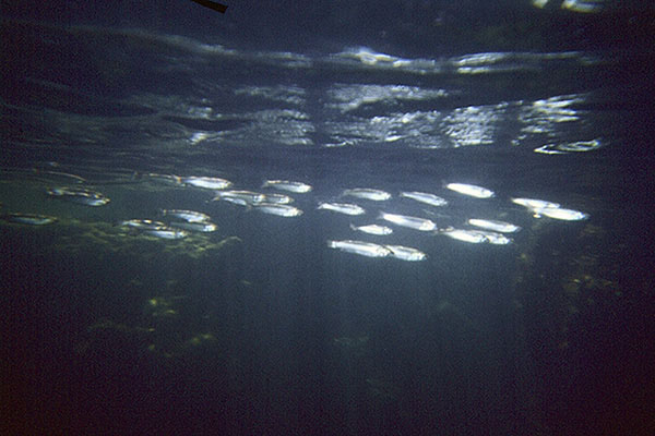 фото "Кефаль" метки: подводные, 