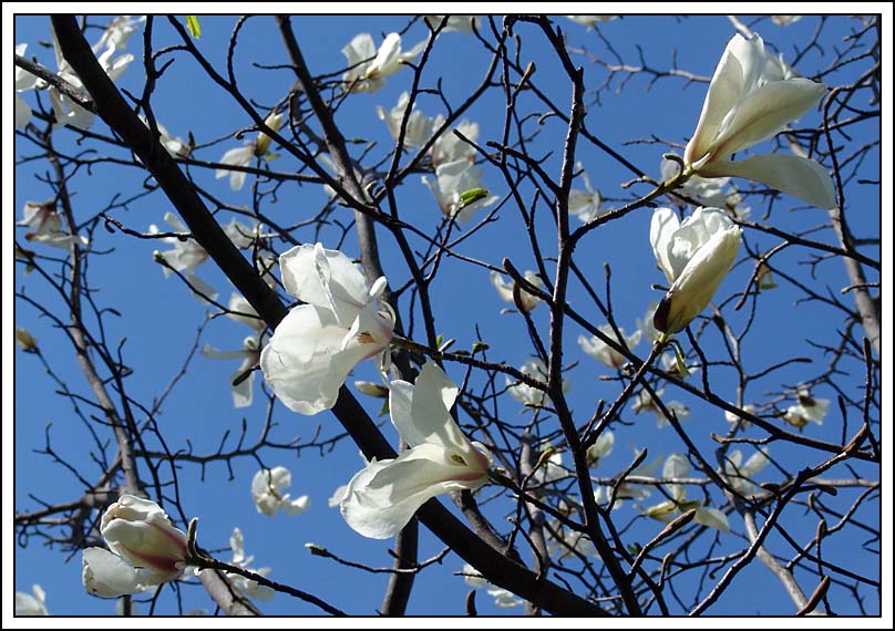 photo "White tree" tags: nature, landscape, flowers, spring