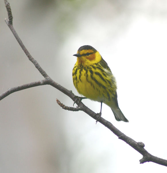 photo "Cape May Warbler" tags: nature, misc., wild animals